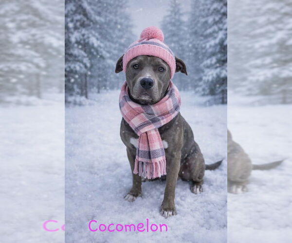 Medium Photo #4 American Staffordshire Terrier-Labrador Retriever Mix Puppy For Sale in Brewster, NY, USA