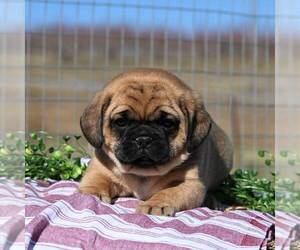 Pug-Puggle Mix Puppy for sale in BERNVILLE, PA, USA