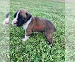 Small Photo #4 Boxer Puppy For Sale in ROYSTON, GA, USA