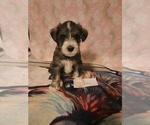 Puppy 1 Schnoodle (Miniature)-Unknown Mix