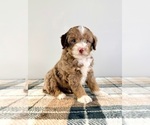 Small #3 Bernedoodle (Miniature)
