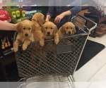 Small Photo #5 Golden Retriever Puppy For Sale in PAHRUMP, NV, USA