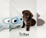 Puppy Pup 4 Triton Poodle (Toy)-Yorkshire Terrier Mix