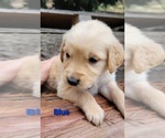 Small Photo #31 Golden Retriever Puppy For Sale in CHINO HILLS, CA, USA