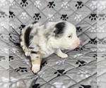Small Photo #16 Australian Shepherd Puppy For Sale in SALISBURY, NC, USA