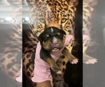 Puppy Puppy 1 American Bully