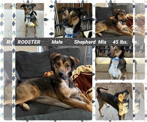 Beagle-Unknown Mix Dogs for adoption in Mesa, AZ, USA