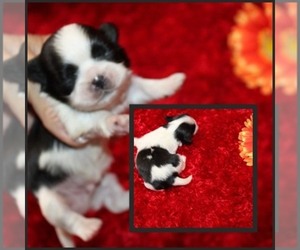 Shih Tzu Puppy for sale in THAYER, KS, USA
