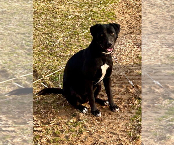 Medium Photo #2 Labrador Retriever-Unknown Mix Puppy For Sale in Cromwell, KY, USA