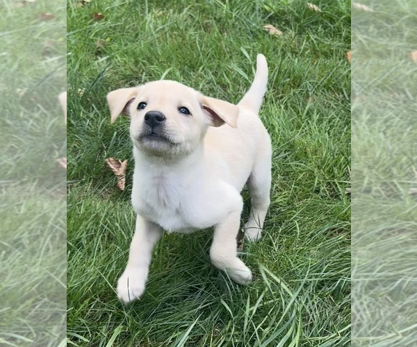 Medium Photo #1 Labrador Retriever Puppy For Sale in WOODBRIDGE, CT, USA