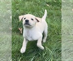 Puppy Nami Labrador Retriever