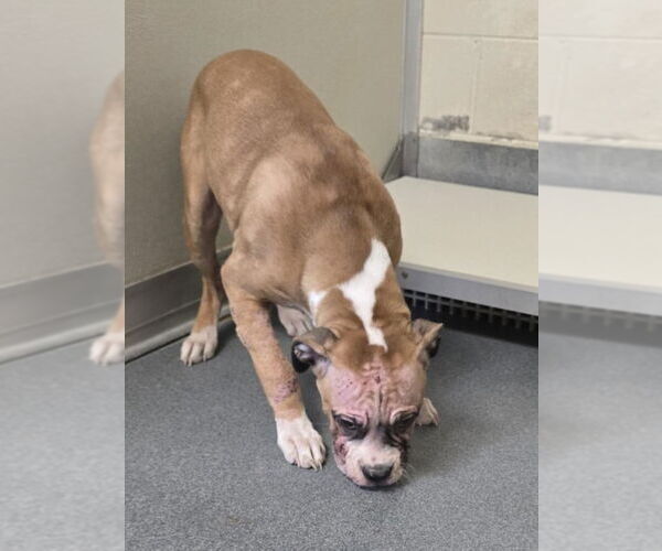 Medium Photo #2 Boxer-Unknown Mix Puppy For Sale in Glen Allen, VA, USA