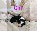 Puppy White Sheepadoodle