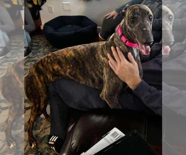 Medium Photo #1 Greyhound Puppy For Sale in Cherry Hill, NJ, USA