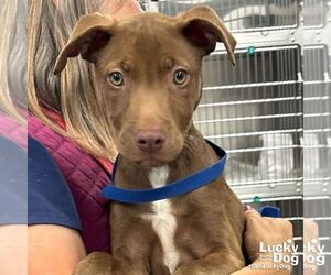 Medium Labrador Retriever-Retriever  Mix