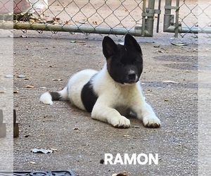 Akita Puppy for Sale in NORTH AUGUSTA, South Carolina USA