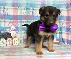 German Shepherd Dog Puppy for sale in LANCASTER, PA, USA