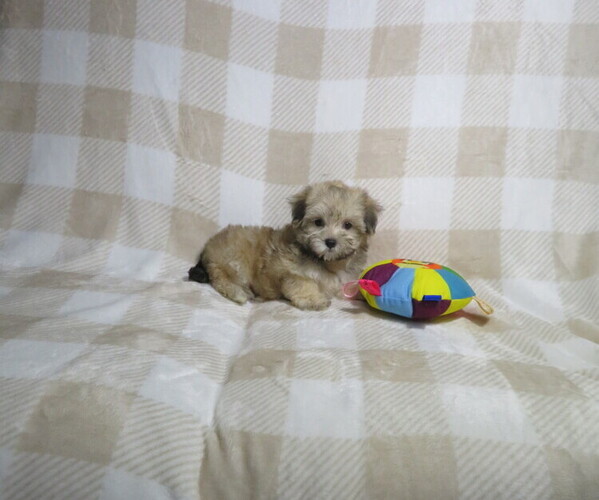 Medium Photo #2 Morkie Puppy For Sale in COOKEVILLE, TN, USA