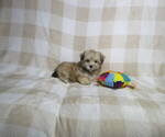 Small #1 Morkie