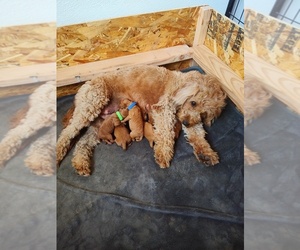 Goldendoodle (Miniature) Puppy for Sale in GLENN, California USA