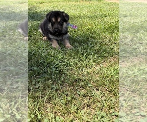 German Shepherd Dog Puppy for sale in SPARTANBURG, SC, USA