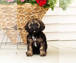 Cocker Spaniel-Poodle (Miniature) Mix Puppy for sale in MILLERSBURG, IN, USA