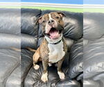 Small American Pit Bull Terrier Mix