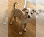 Small Mutt