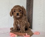 Small Photo #50 Cavapoo (Miniature) Puppy For Sale in GOSHEN, IN, USA