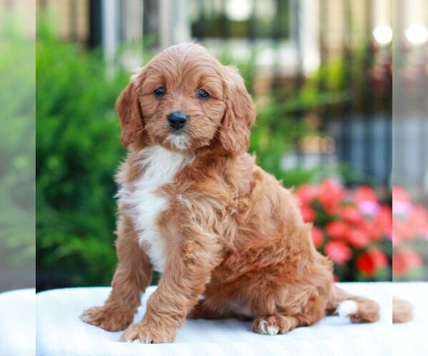 Medium Photo #3 Cavapoo (Miniature) Puppy For Sale in LITITZ, PA, USA