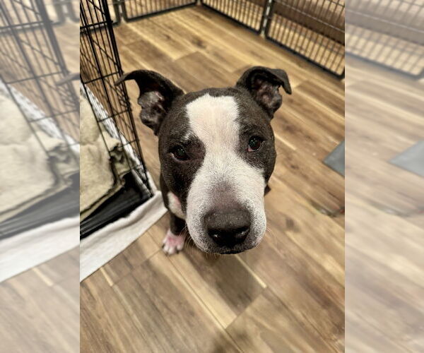 Medium Photo #5 American Pit Bull Terrier-American Staffordshire Terrier Mix Puppy For Sale in Brewster, NY, USA