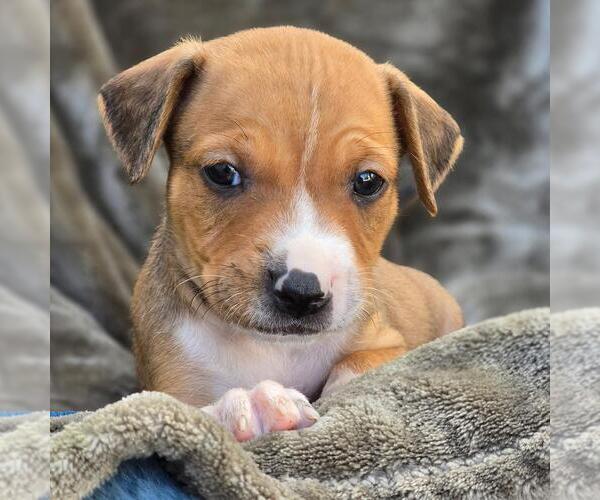 Medium Photo #4 Labrador Retriever-Unknown Mix Puppy For Sale in San Diego, CA, USA