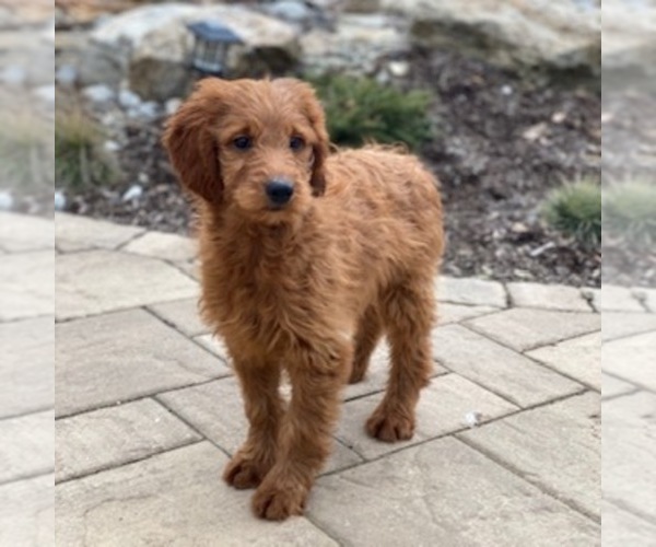 Medium Photo #8 Goldendoodle Puppy For Sale in GAP, PA, USA