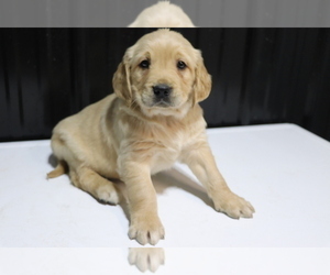 Golden Retriever Puppy for sale in SHILOH, OH, USA