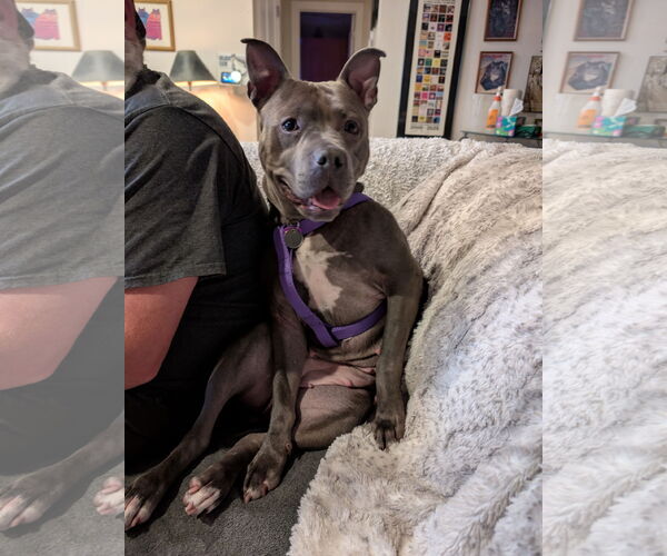 Medium Photo #3 Blue Lacy-Unknown Mix Puppy For Sale in Aurora, CO, USA