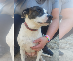 Mutt Dogs for adoption in Camden, SC, USA