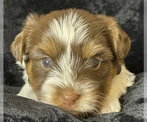Yorkshire Terrier Puppy for sale in MIAMI, FL, USA