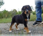 Small Photo #4 Greater Swiss Mountain Dog Puppy For Sale in CLINTON, AR, USA
