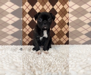 Buggs Puppy for sale in MARTINSVILLE, IN, USA