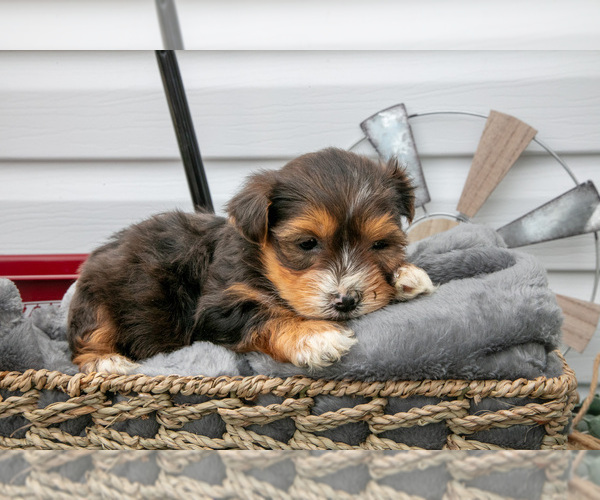 Medium Photo #2 YorkiePoo Puppy For Sale in BERNE, IN, USA