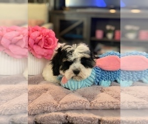 ShihPoo Puppy for sale in SYLMAR, CA, USA
