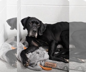 Great Dane Dogs for adoption in Bullard, TX, USA