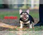Small Photo #1 French Bulldog Puppy For Sale in VALRICO, FL, USA