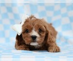 Small #2 Cavapoo (Miniature)