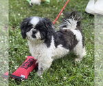 Small #5 Maltese