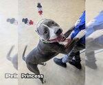 Small #1 American Staffordshire Terrier Mix