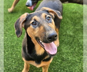 Doberman Pinscher-German Shepherd Dog Mix Dogs for adoption in Chicago, IL, USA