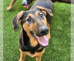 Small Doberman Pinscher-German Shepherd Dog Mix