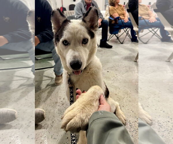 Medium Photo #15 Siberian Husky-Unknown Mix Puppy For Sale in Grafton, WI, USA