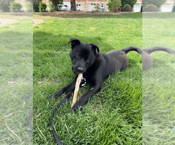 Medium Photo #11 Chow Chow-Labrador Retriever Mix Puppy For Sale in Lakewood, CO, USA